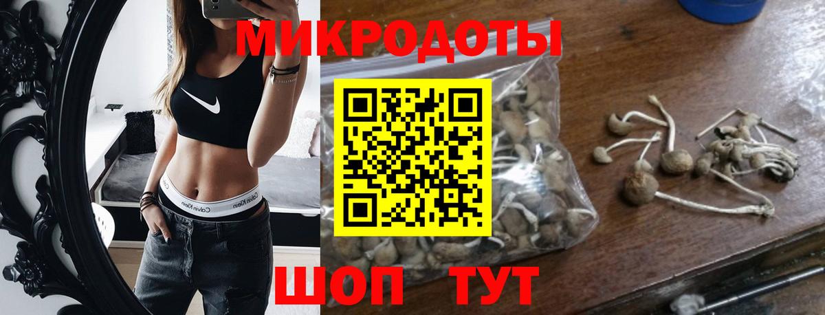 Галлюциногенные грибы Psilocybe Саяногорск